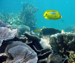 Ningaloo Reef, Western Australia by Penny Murphy 